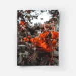 poster fleurs roses orange.webp