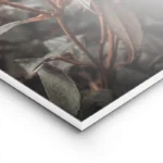 poster fleurs roses orange lightpanel.webp