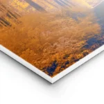 poster foret doree lightpanel.webp