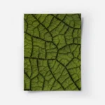 poster gros plan feuille verte.webp