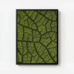 poster gros plan feuille verte avec cadre.webp