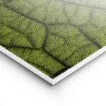 poster gros plan feuille verte lightpanel.webp