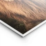 poster lion majestueux lightpanel.webp