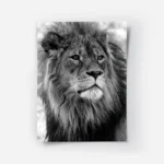poster lion noir et blanc.webp