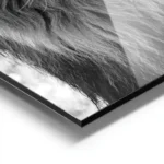 poster lion noir et blanc aluminium.webp