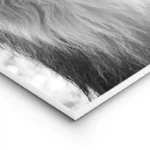 poster lion noir et blanc lightpanel.webp