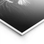 poster lion realiste majestueux lightpanel.webp