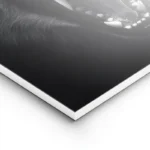 poster loup feroce lightpanel.webp