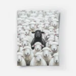 poster mouton noir parmi des moutons blancs.webp