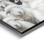 poster mouton noir parmi des moutons blancs aluminium.webp