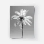 poster palmier noir et blanc.webp