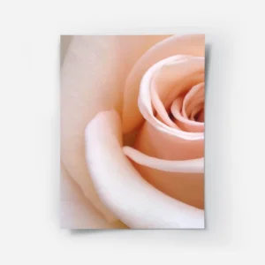poster rose blanche douce.webp