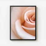 poster rose blanche douce avec cadre.webp