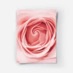 poster rose delicate.webp