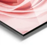 poster rose delicate aluminium.webp