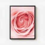 poster rose delicate avec cadre.webp