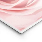 poster rose delicate lightpanel.webp