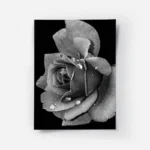 poster rose noir et blanc.webp