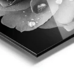 poster rose noir et blanc aluminium.webp