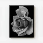 poster rose noir et blanc avec cadre.webp
