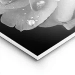 poster rose noir et blanc lightpanel.webp