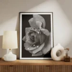 poster rose noir et blanc meuble.webp