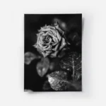 poster rose noire et blanche.webp
