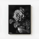 poster rose noire et blanche avec cadre.webp