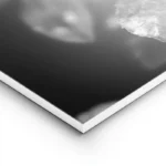 poster rose noire et blanche lightpanel.webp