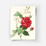 poster rose rouge.webp