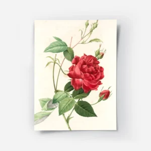 poster rose rouge.webp