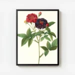 poster roses rouges et noires avec feuilles vertes avec cadre.webp