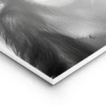 poster singe avec chapeau lightpanel.webp