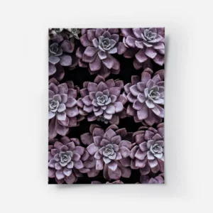 poster succulentes violettes.webp