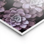 poster succulentes violettes lightpanel.webp