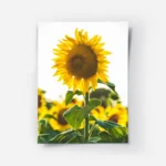 poster tournesol lumineux.webp