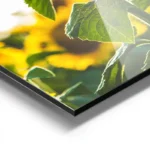 poster tournesol lumineux aluminium.webp