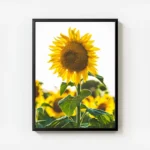 poster tournesol lumineux avec cadre.webp
