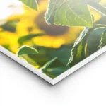 poster tournesol lumineux lightpanel.webp