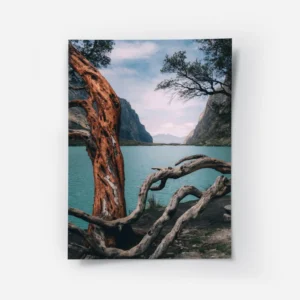poster troncs d arbre au bord de l eau.webp