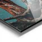 poster troncs d arbre au bord de l eau aluminium.webp