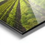 poster vignobles ensoleilles aluminium.webp