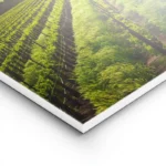 poster vignobles ensoleilles lightpanel.webp