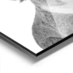 affiche animaliere dun portrait de koala mignon en noir et blanc aluminium.webp