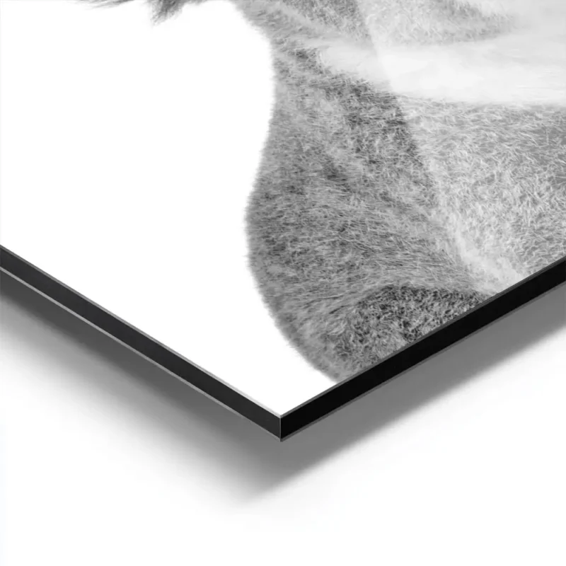 affiche animaliere dun portrait de koala mignon en noir et blanc aluminium.webp