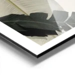 affiche avec de grandes feuilles de bananier vert fonce et blanc casse sur un fo aluminium.webp