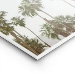 affiche avec de grands palmiers luxuriants setirant vers un ciel bleu clair natu lightpanel.webp