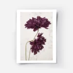 affiche avec deux fleurs cosmos violet fonce et leurs tiges fines sur un fond be.webp