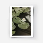 affiche avec photographie de nenuphars blancs et de feuilles vertes flottant sur.webp