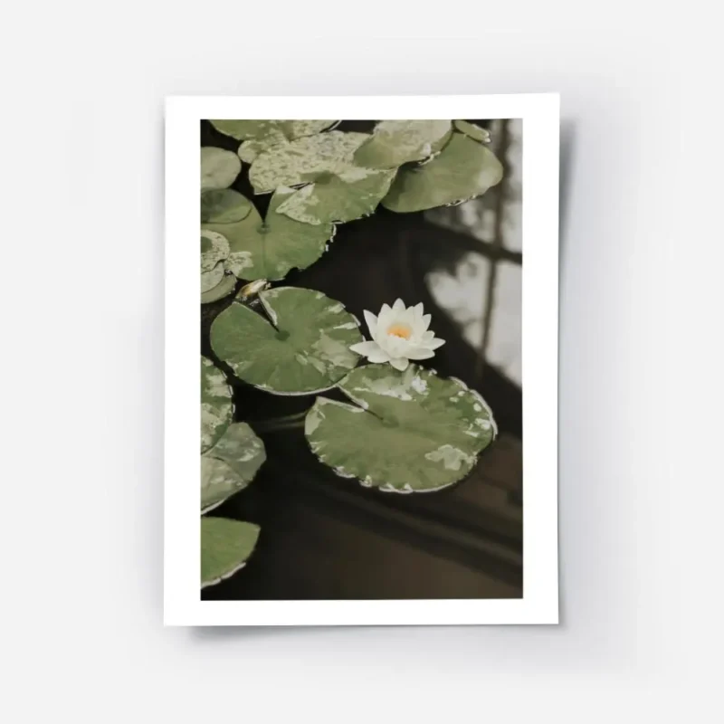 affiche avec photographie de nenuphars blancs et de feuilles vertes flottant sur.webp